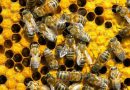 Готовый бизнес-план пасеки пчеловодства