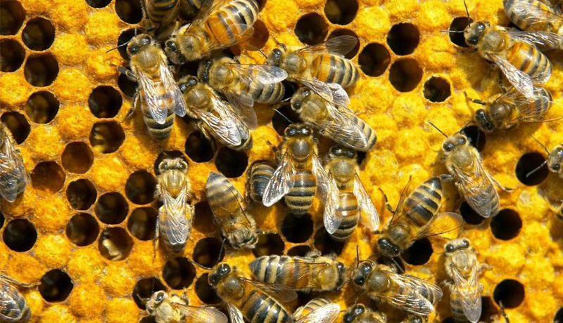 Готовый бизнес-план пчеловодство для начинающих