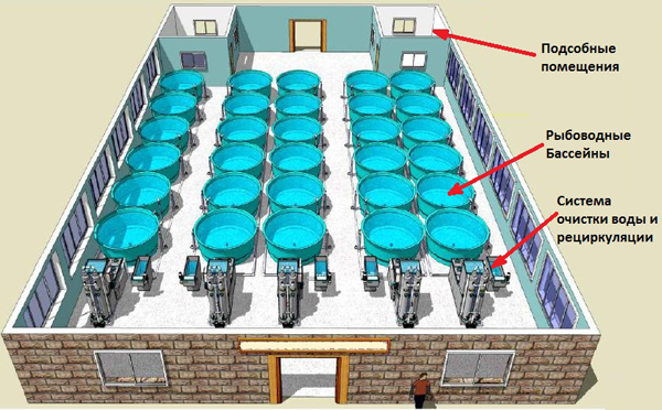 Структура рыбного комбината