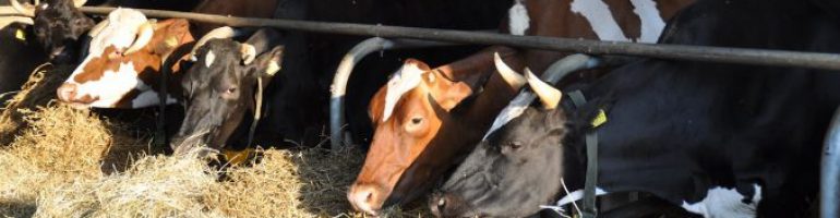 Образец бизнес-плана крупного рогатого скота