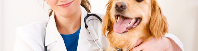 Готовый бизнес-план ветеринарной клиники