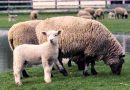 Хороший бизнес-план по разведению овец романовской породы