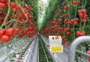 Готовый бизнес-план по выращиванию овощей в теплицах круглый год