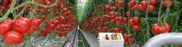 Готовый бизнес-план по выращиванию овощей в теплицах круглый год