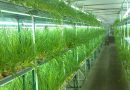 Готовый бизнес-план по выращиванию зеленого лука в теплице