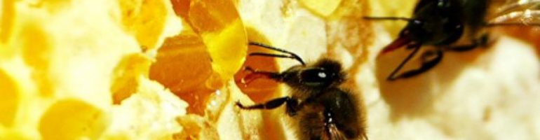 Готовый бизнес-план пчеловодства с расчетами