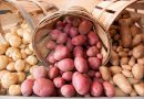 Подробный бизнес-план по выращиванию картофеля на реализацию