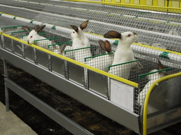 Контрольная работа по теме Бизнес-план открытия фермы по выращиванию кроликов и нутрий для дальнейшей продажи охлаждённого мяса и шкурок