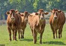 Готовый бизнес-план разведения крупного рогатого скота мясного и молочного направления