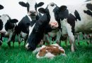 Бизнес для сельского хозяйства по разведению коров