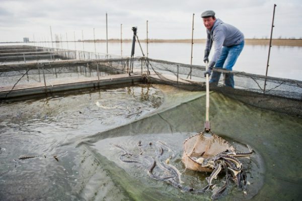 Бизнес план по выращиванию рыбы