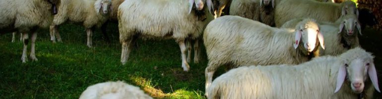 Как преуспеть в бизнесе разведения овец