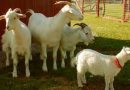 Бизнес выращивания коз в домашних условиях