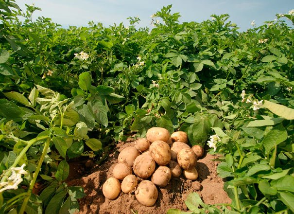 Бизнес на выращивании картофеля: особенности продаж и прибыль. Бизнес на выращивании картофеля: как начать и получить прибыль