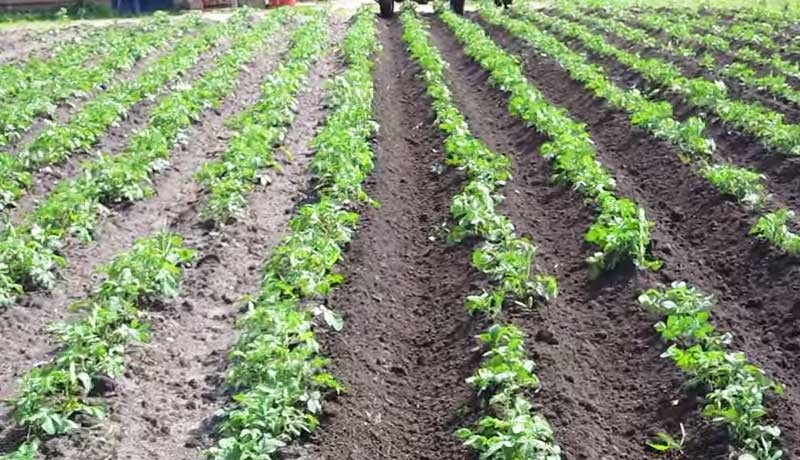 Бизнес-план выращивания картофеля. Выращивание чеснока в открытом грунте как бизнес