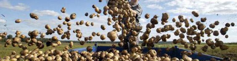 Бизнес на выращивании и продаже картофеля