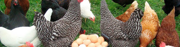 Заработок на продаже куриных яиц